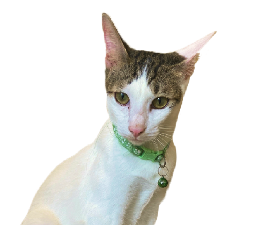 Cat Rasure Bo WagWel Rescue